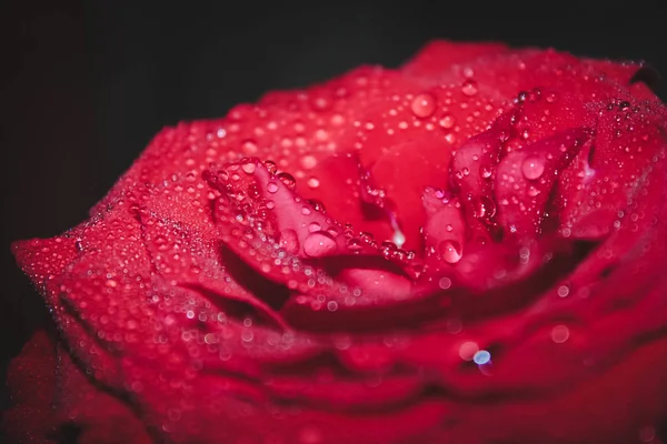 Gros Plan Fleur Rose Avec Rosée Sur Les Pétales — Photo