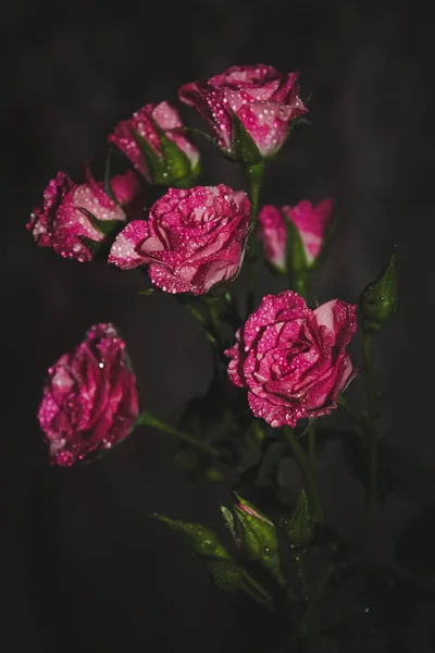 花弁の朝露ローズの花のクローズ アップ — ストック写真