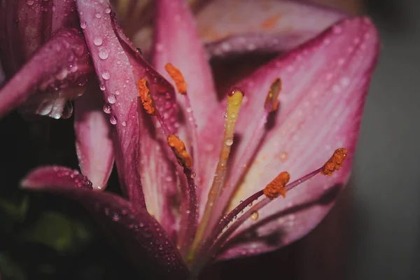Квітучі Вуличні Квіти Вид Крупним Планом — стокове фото