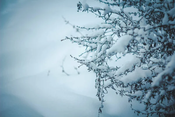 Ramas Cubiertas Nieve Árbol Durante Día —  Fotos de Stock