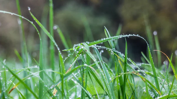 Blick Auf Rasen Mit Grünem Gras Als Hintergrund — Stockfoto