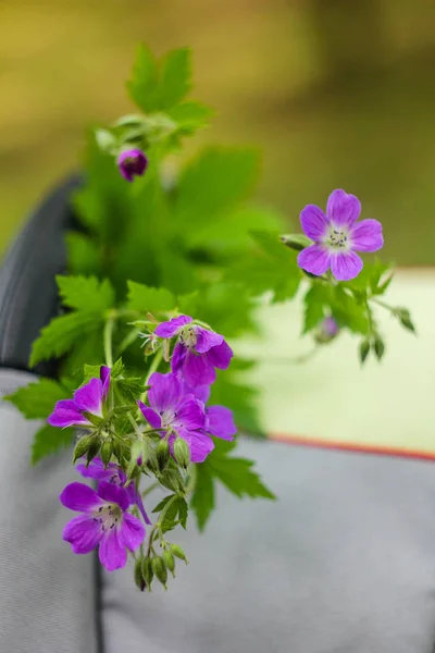 Lila Virágok Nőnek Kint Közelről — Stock Fotó