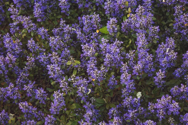 Utsikt Över Buskar Lila Blommor Botaniska Trädgården Dagtid — Stockfoto