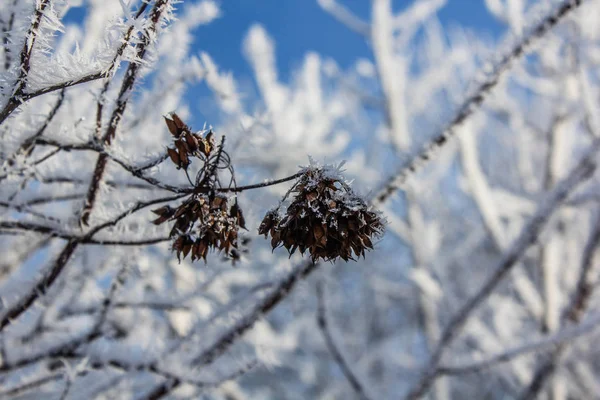 Ramas Cubiertas Nieve Árbol Durante Día — Foto de Stock