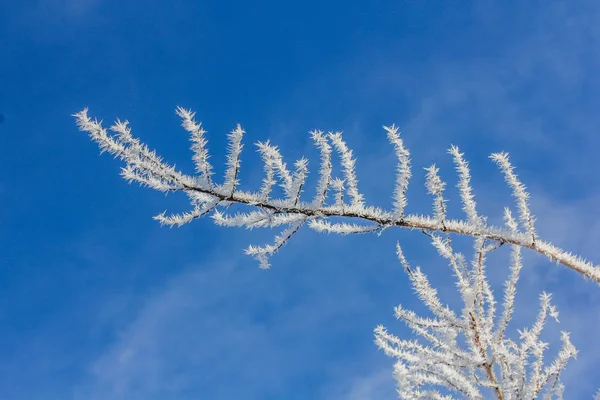 Ramas Cubiertas Nieve Árbol Durante Día — Foto de Stock