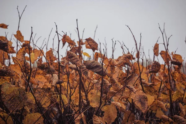 Zbliżenie Kolorowe Liście Jesieni — Zdjęcie stockowe