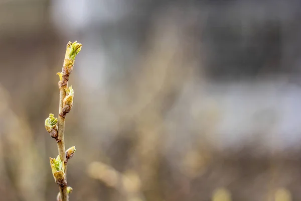 Молодая Весенняя Ветвь Зелеными Листьями Крупный План — стоковое фото