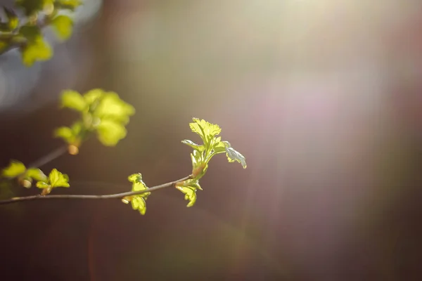 Jovem Ramo Primavera Com Folhas Verdes Close — Fotografia de Stock