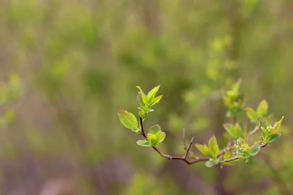 Jovem Ramo Primavera Com Folhas Verdes Close — Fotografia de Stock