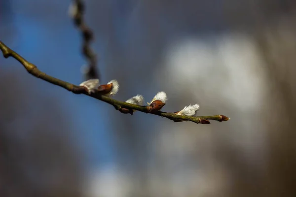 Faág Levelekkel Tavaszi Erdőben — Stock Fotó