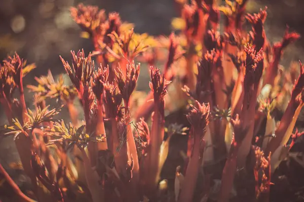 Perto Plantas Que Crescem Livre Durante Dia — Fotografia de Stock