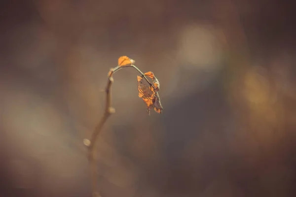 Blízko Rostlin Které Dne Pěstují Venku — Stock fotografie