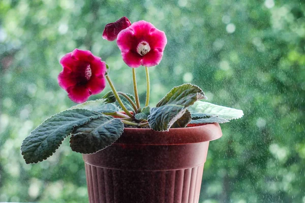家の植物を開花 クローズ アップ — ストック写真