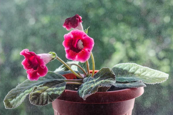 Blooming Home Plant Close — Stock Photo, Image