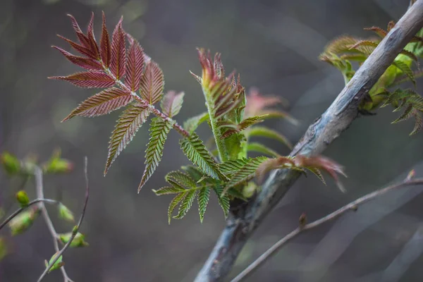 Весенние Зеленые Листья Крупный План — стоковое фото