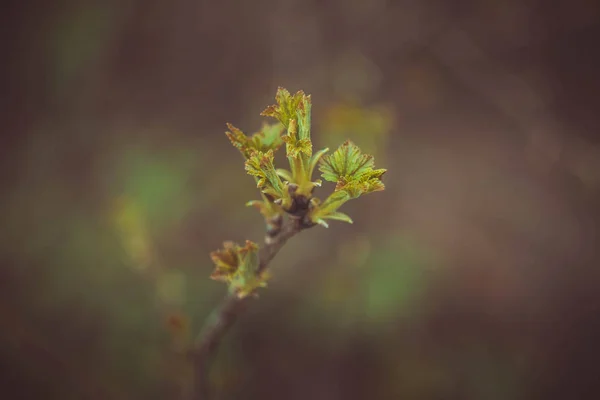 Folhas Verdes Primavera Vista Perto — Fotografia de Stock