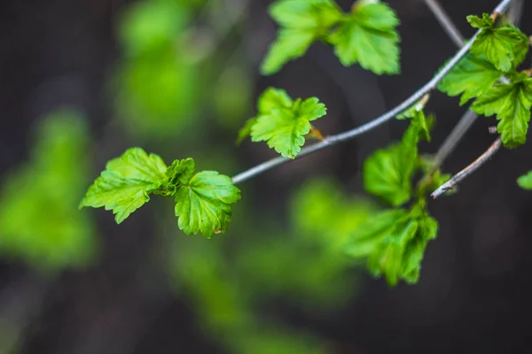 Våren Gröna Blad Närbild Visa — Stockfoto