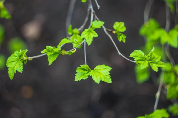 Folhas Verdes Primavera Vista Perto — Fotografia de Stock