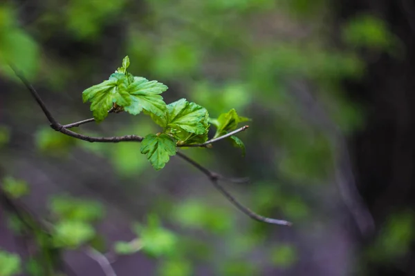 Folhas Verdes Primavera Vista Perto — Fotografia de Stock