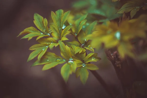 Wiosna Zielone Liście Widok Bliska — Zdjęcie stockowe
