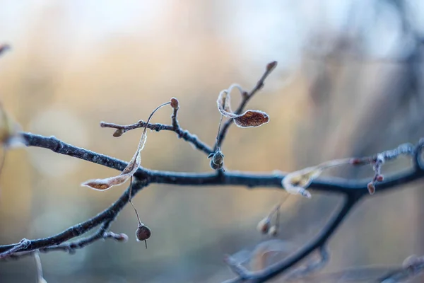 Perto Uma Árvore Primavera — Fotografia de Stock