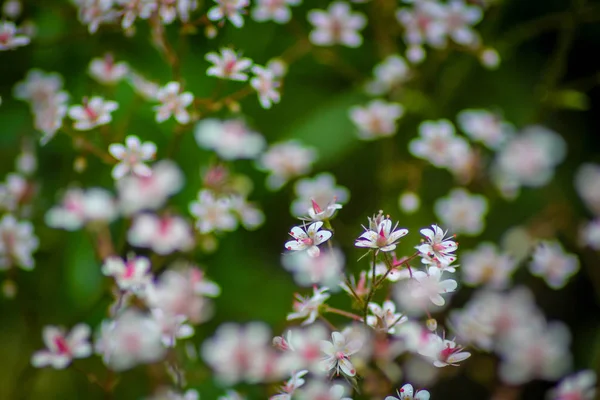 Primer Plano Las Flores Azules Olvidarme Jardín — Foto de Stock