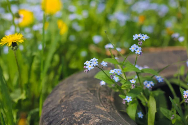 Сині Маленькі Квіти Ростуть Відкритому Повітрі — стокове фото