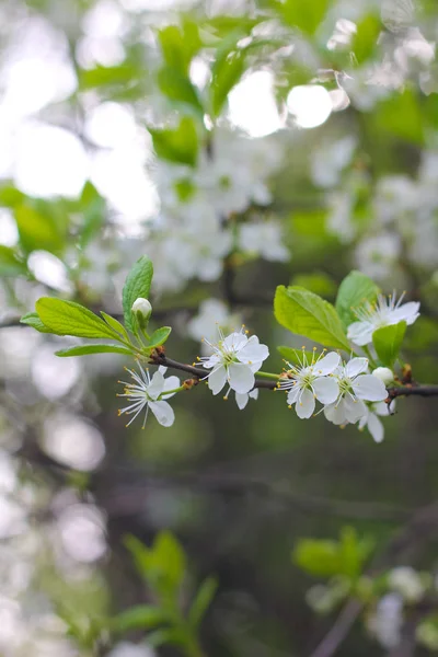 Nahaufnahme Von Obstbaumzweigen Die Tagsüber Blühen — Stockfoto