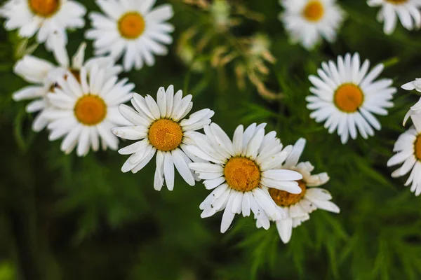 Blommande Gatan Blommor Nära Håll — Stockfoto