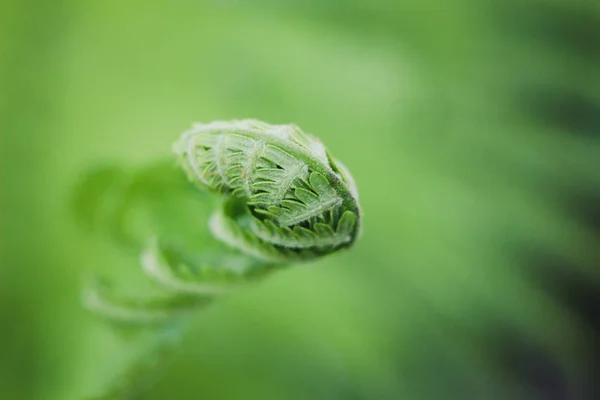 Spring Green Leaves Close View — Stock Photo, Image