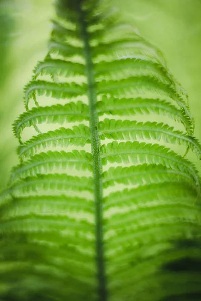Ανοιξιάτικα Πράσινα Φύλλα Κοντινό Θέα — Φωτογραφία Αρχείου