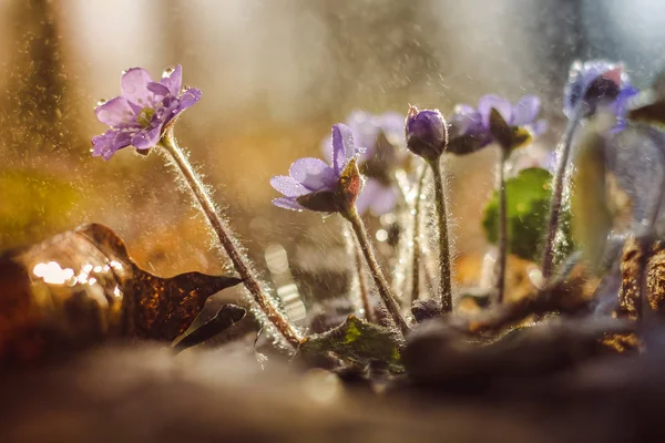 家の植物を開花 クローズ アップ — ストック写真