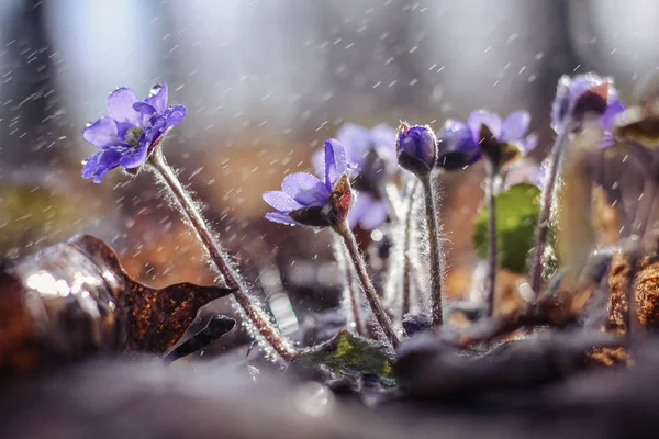 Blooming Planta Home Close — Fotografia de Stock