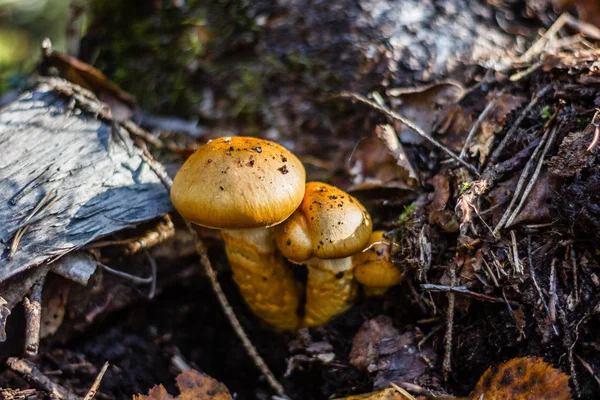 生长在室外的森林蘑菇的密闭 — 图库照片