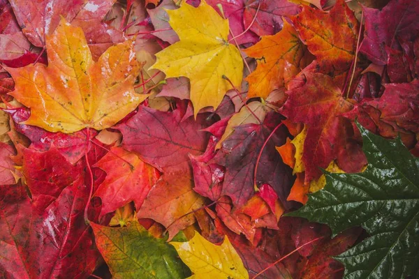 Zbliżenie Kolorowe Liście Jesieni — Zdjęcie stockowe