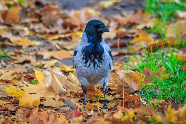 Nahaufnahme Eines Niedlichen Vogels Der Tagsüber Auf Dem Boden Sitzt — Stockfoto