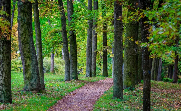 Güzel Park Sonbahar Günü Doğa — Stok fotoğraf