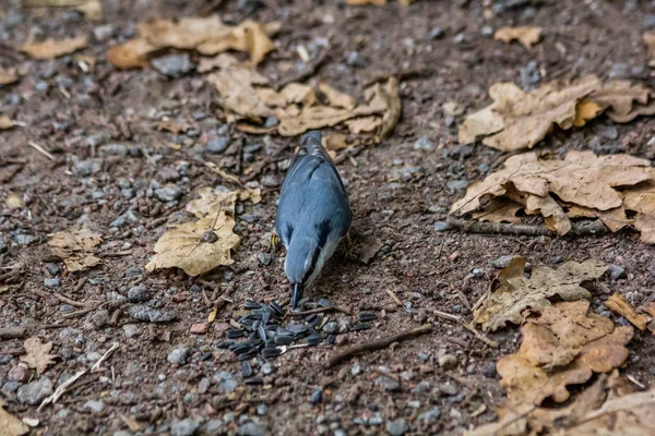 Nahaufnahme Eines Niedlichen Vogels Der Tagsüber Auf Dem Boden Sitzt — Stockfoto