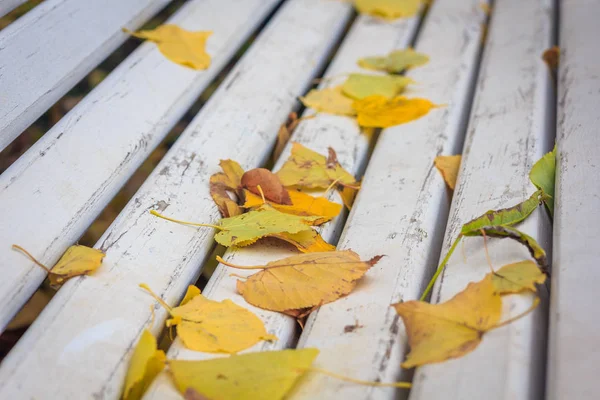 Zbliżenie Kolorowych Liści Ławce Sezonie Jesiennym — Zdjęcie stockowe