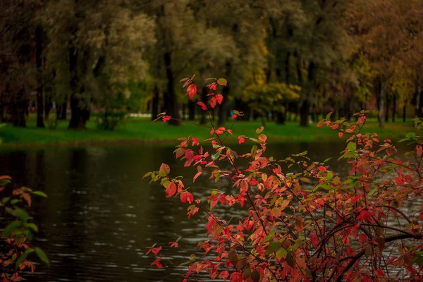 Vackra Sjön Parken Höstdag Naturen — Stockfoto