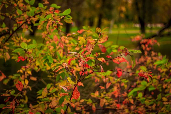 Schöner Park Einem Herbsttag Natur — Stockfoto