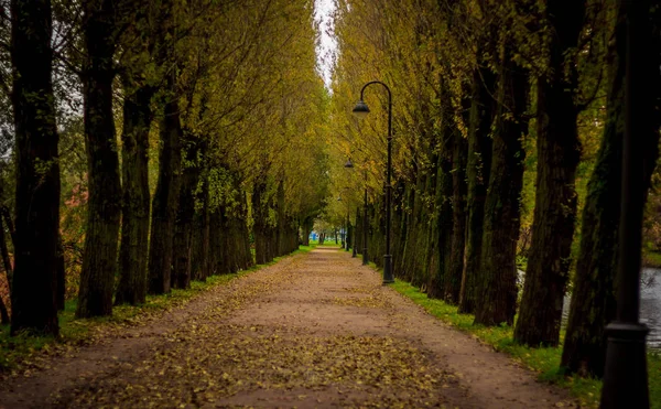 Gyönyörű Park Őszi Napon Természet — Stock Fotó