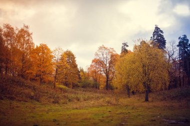 Güzel park sonbahar günü. Doğa