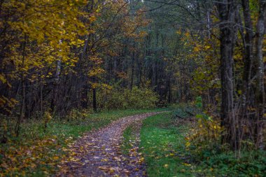 Güzel park sonbahar günü. Doğa