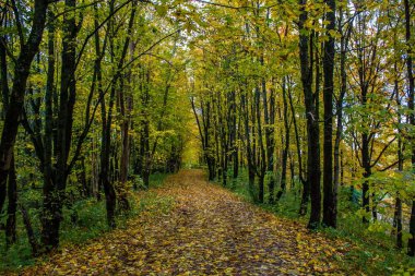 Güzel park sonbahar günü. Doğa