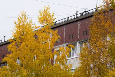 konut bina arka plan üzerinde sarı sonbahar ağaçlarının görünümü  