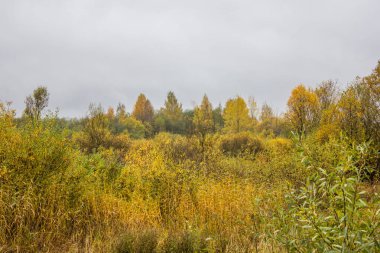 Güzel park sonbahar günü. Doğa
