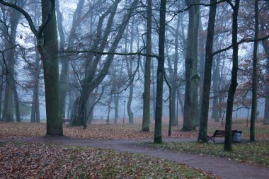 Güzel sonbahar park yolundaki. Doğa, seyahat
