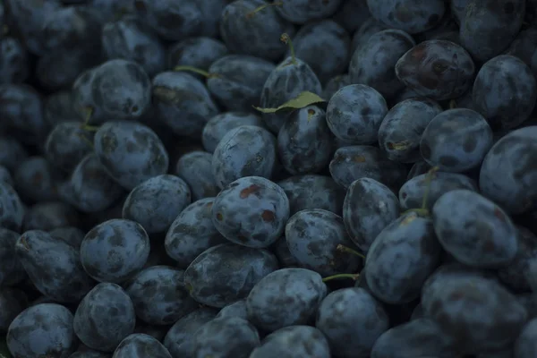 Крупный План Свежего Голубого Винограда Продовольственный Фон — стоковое фото