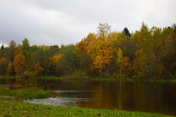 Güzel Göl Sonbahar Günü Park Doğa — Stok fotoğraf